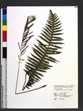 Plagiogyria stenoptera (Hance) Diels էνF