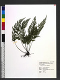 Asplenium ritoense Hayata yK