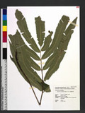 Dryopteris enneaphylla (Bak.) C. Chr. 