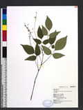 Desmodium laxum DC. subsp. laterale (Schindler) H. Ohashi [ys½