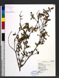 Hypericum geminiflorum Hemsl. var. simplicistylum (Hayata) N. Robson p