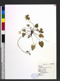 Viola formosana Hayata var. stenopetala (Hayata) J. C. Wang, T. C. Huang & T. Hashimoto tWj