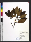 Osmanthus marginatus (Champ. ex Benth.) Hemsl. 小葉木犀