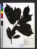 Aucuba japonica Thunb. Fs