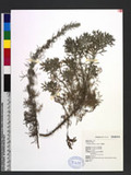 Artemisia capillaris Thunb. }U