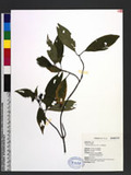 Mussaenda pubescens W. T. Aiton ɸ