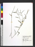 Isachne globosa (Thunb. ex Murray) Kuntze h