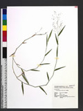 Isachne globosa (Thunb. ex Murray) Kuntze h