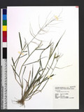 Leptochloa chinensis (L.) Nees dl