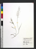 Eragrostis tenella (L.) P. Beauv. ex Roem. & Schult.