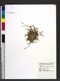 Thaumastochloa cochinchinensis (Lour.) C. E. Hubb. D