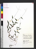 Microstegium japonicum (Miq.) Koidz. 饻