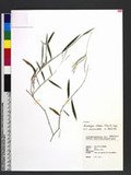 Microstegium ciliatum (Trin.) A. Camus 