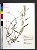 Microstegium glaberrimum (Honda) Koidz. ub