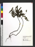 Phyllanthus sp.