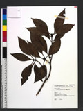 Psychotria cephalophora Merr. E`