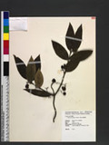 Gardneria multiflora Makino qФ󽴵ܸ