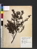 Juniperus formosana Hayata f