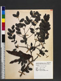 Albizzia procera (Roxb.) Benth. 