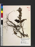 Celosia cristata L. a