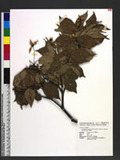 Benthamidia japonica (Sieb. & Zucc.) Hara var. chinensis (Osborn) Hara |Ӫ