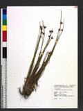 Schoenoplectus juncoides (Roxb.) Palla j