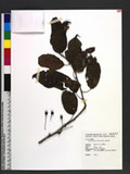 Malus hupehensis (Pamp.) Rehd. 湖北海棠