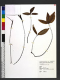 Pinellia ternata (Thunb.) Breitenb. bL