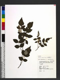 Rubus niveus Thunb. յa_l