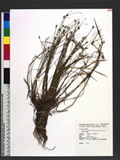 Eleocharis congesta D. Don subsp. japonica (Miq.) T. Koyama wĩ