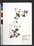 Viola arcuata Blume pN