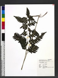 Dryopteris polita Rosenst. OF