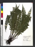 Polystichum formosanum Rosenst. OWտ