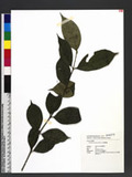 Lasianthus bunzanensis Simizu s˾