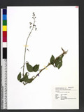 Desmodium intortum (DC.) Urb. ZT