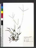 Digitaria radicosa (J. Presl) Miq. p