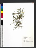 Kyllinga brevifolia Rottb. uG