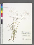 Chloris divaricata R. Br.