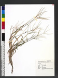 Digitaria sanguinalis (L.) Scop. 