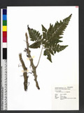 Humata griffithiana (Hook.) C. Chr. M\ۿ