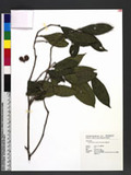 Camellia furfuracea (Merr.) Cohen-Stuart Gs