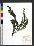 Asplenium subnormale Copel. pK