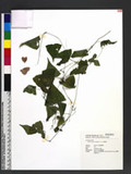 Zehneria japonica (Thunb.) H. -Y. Liu 