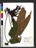 Pyrrosia sheareri (Bak.) Ching cs۸