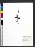Goodyera biflora (Lindl.) Hook. f. jᴳ