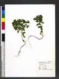 Euphorbia peplus L. ju
