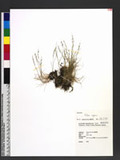 Vulpia myuros (L.) Gmel. T