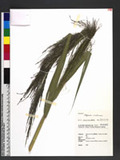Neyraudia arundinacea (L.) Henrard Ī