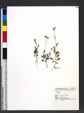 Vernonia sp.