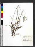 Paspalum scrobiculatum L. n